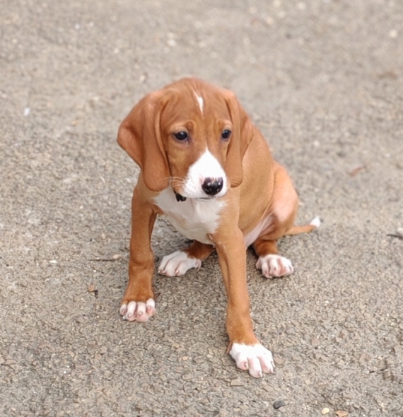 Petite femelle Chien Courant de Posavatz née le 03/07/2025 est proposée – vendue 760 €.