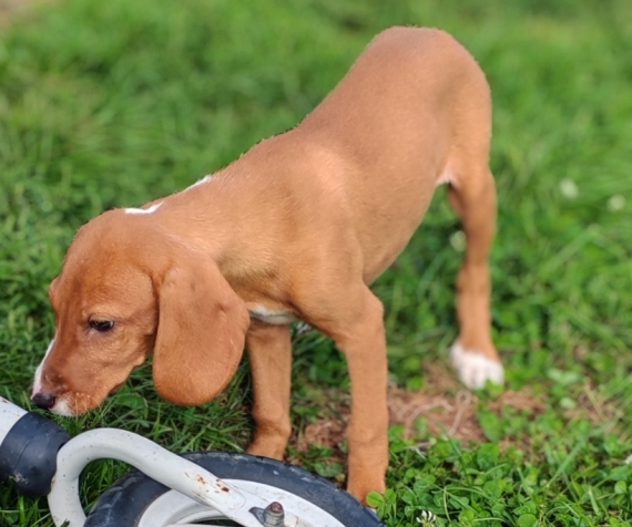 Petite femelle Chien Courant de Posavatz née le 03/07/2025 est proposée – vendue 760 €.
