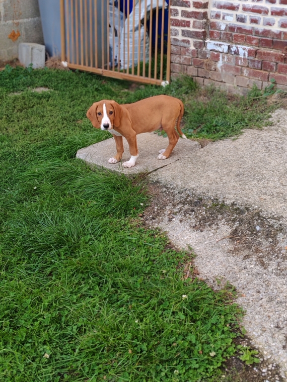 Petit mâle Chien Courant de Posavatz né le 03/07/2025 est proposé – vendu 760 €.