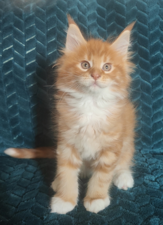 Petit mâle Maine Coon né le 04/08/2025 est proposé – vendu 1500 €.