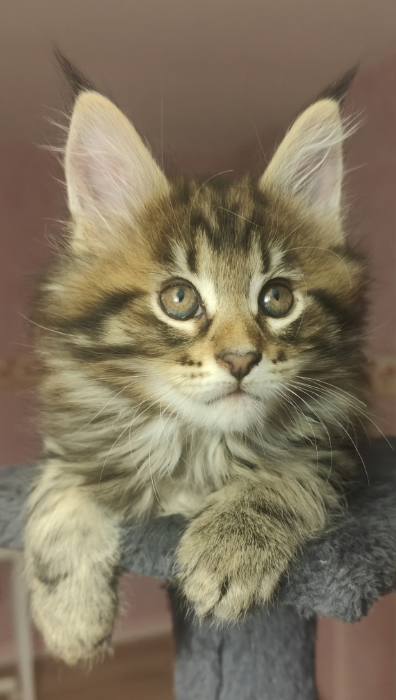 Petit mâle Maine Coon né le 04/08/2025 est proposé – vendu 1500 €.