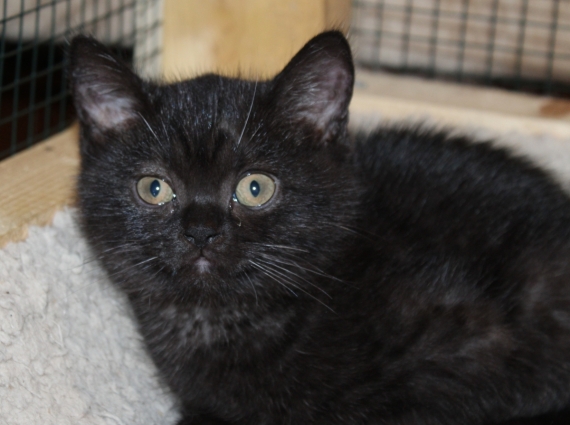 Petite femelle British Shorthair née le 26/06/2025 est proposée – vendue 1200 €.