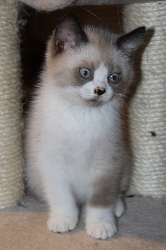 Petit mâle British Shorthair né le 26/06/2025 est proposé – vendu 1200 €.