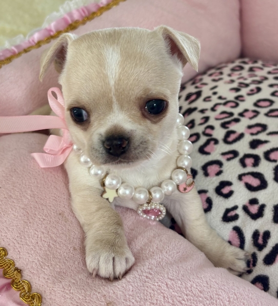 Petite femelle Chihuahua née le 22/08/2025 est proposée – vendue 1870 €.
