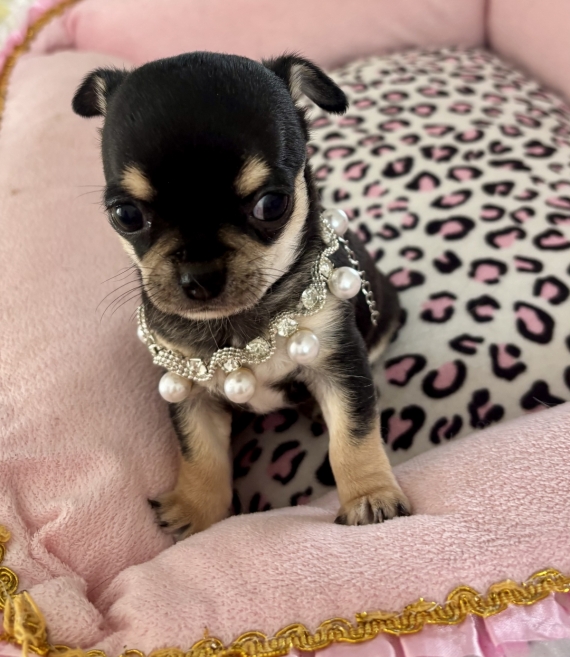 Petite femelle Chihuahua née le 22/08/2025 est proposée – vendue 1970 €.