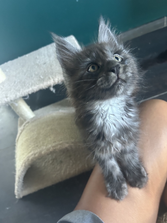 Petit mâle Maine Coon né le 21/07/2025 est proposé – vendu 1400 €.