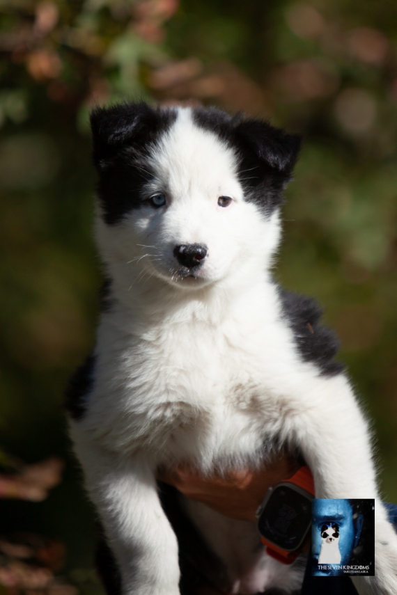 Petite femelle Laika de Yakoutie née le 14/07/2025 est proposée – vendue 1650 €.