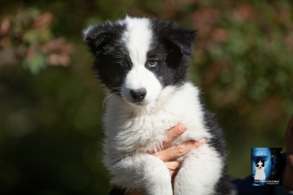 Petit mâle Laika de Yakoutie né le 14/07/2025 est proposé – vendu 1650 €.