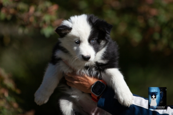 Petite femelle Laika de Yakoutie née le 14/07/2025 est proposée – vendue 1650 €.