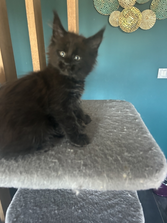 Petite femelle Maine Coon née le 21/07/2025 est proposée – vendue 1300 €.