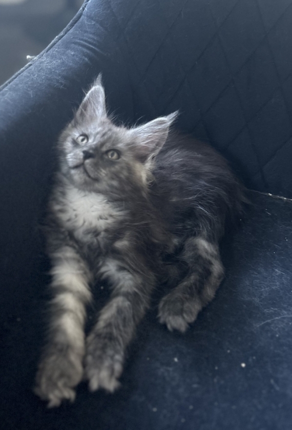 Petite femelle Maine Coon née le 21/07/2025 est proposée – vendue 1400 €.