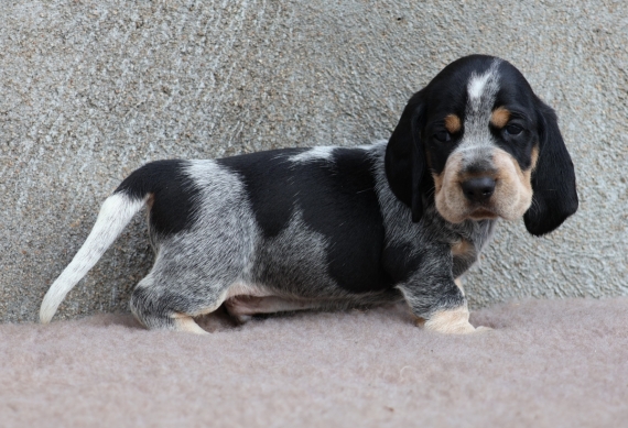 Petit mâle Basset Bleu de Gascogne né le 24/08/2025 est proposé – vendu 750 €.