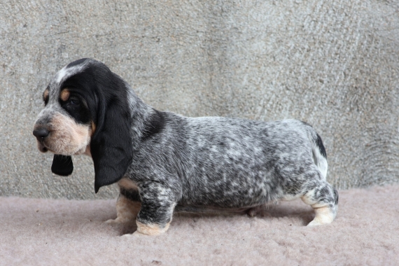Petit mâle Basset Bleu de Gascogne né le 24/08/2025 est proposé – vendu 750 €.