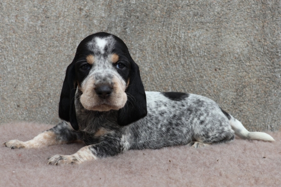 Petit mâle Basset Bleu de Gascogne né le 24/08/2025 est proposé – vendu 750 €.