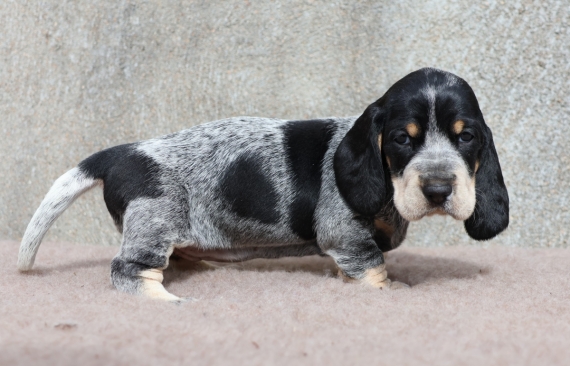 Petite femelle Basset Bleu de Gascogne née le 24/08/2025 est proposée – vendue 850 €.