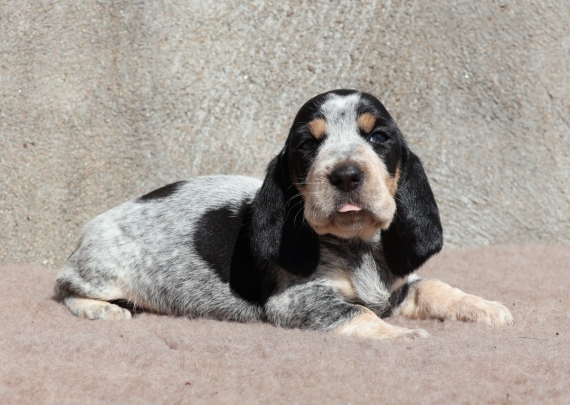 Petite femelle Basset Bleu de Gascogne née le 24/08/2025 est proposée – vendue 850 €.