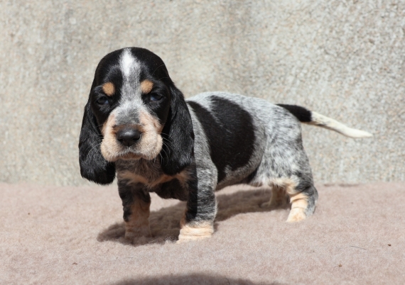Petite femelle Basset Bleu de Gascogne née le 24/08/2025 est proposée – vendue 850 €.