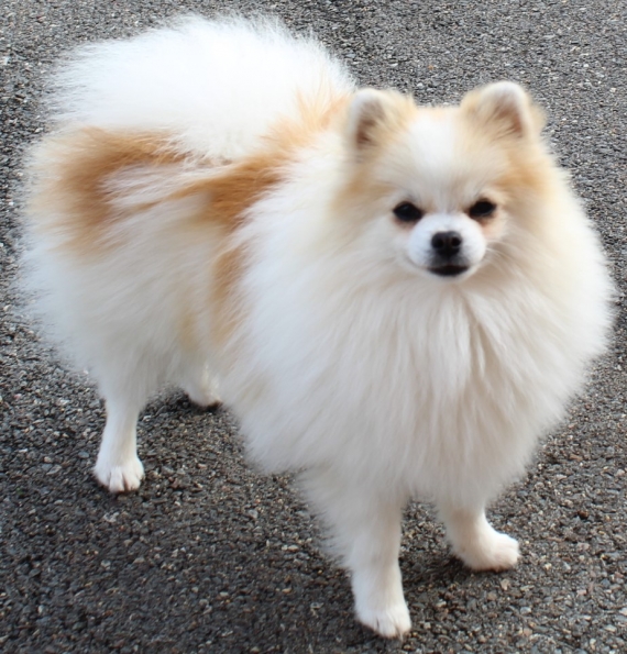 Petit mâle  né le 03/03/2025 est proposé – vendu 1400 €.