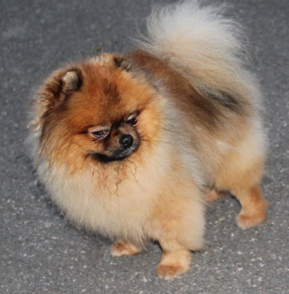 Petit mâle  né le 03/03/2025 est proposé – vendu 1400 €.