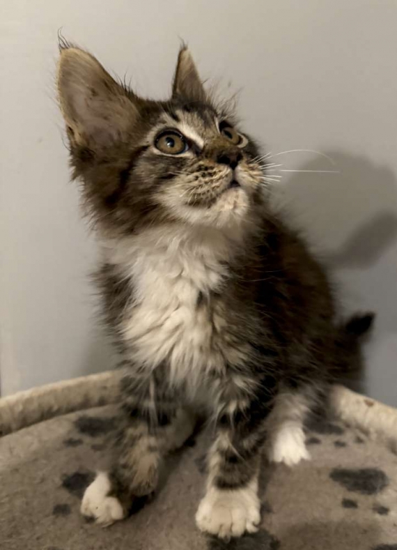 Petite femelle Maine Coon née le 15/06/2025 est proposée – vendue 1450 €.