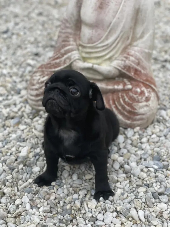 Petit mâle Carlin né le 03/07/2025 est proposé – vendu 950 €.