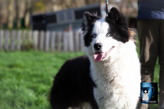 Petit mâle  né le 14/07/2025 est proposé – vendu 1650 €.
