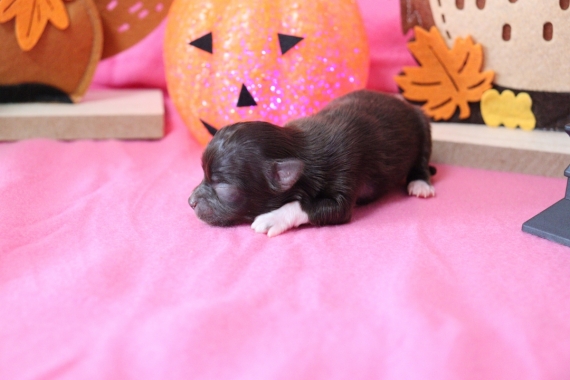Petite femelle Chihuahua née le 29/08/2025 est proposée – vendue 1060 €.