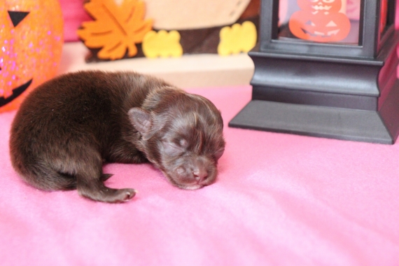 Petite femelle Chihuahua née le 29/08/2025 est proposée – vendue 1060 €.