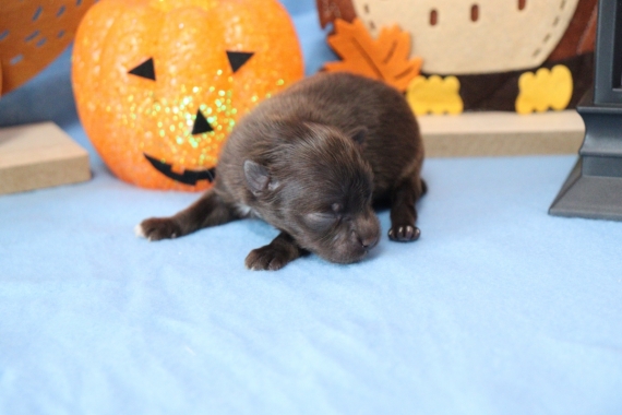 Petit mâle Chihuahua né le 29/08/2025 est proposé – vendu 960 €.