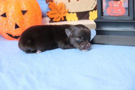 Petit mâle Chihuahua né le 29/08/2025 est proposé – vendu 960 €.