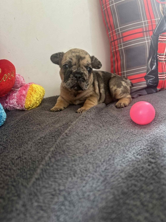 Petite femelle Bouledogue Français née le 12/08/2025 est proposée – vendue 1500 €.