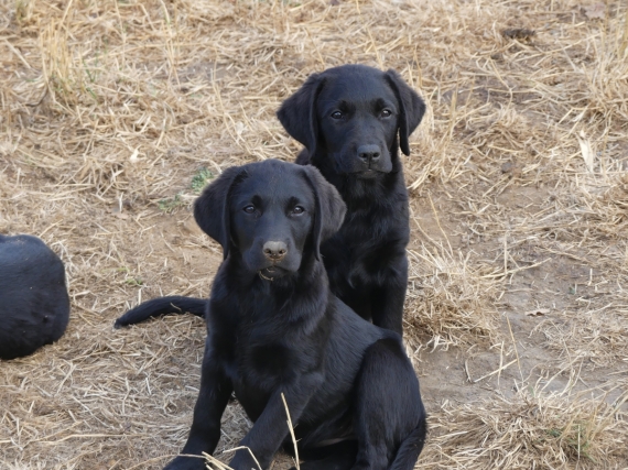 Petit mâle Labrador né le 17/04/2025 est proposé – vendu 610 €.