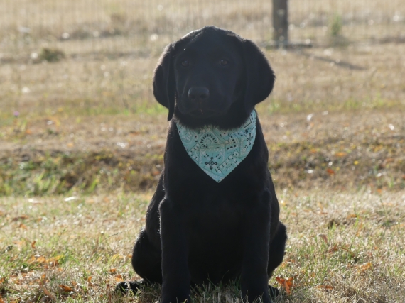 Petit mâle Labrador né le 11/03/2025 est proposé – vendu 760 €.