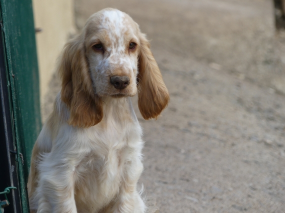 Petit mâle Cocker Anglais (Spaniel) né le 11/05/2025 est proposé – vendu 1260 €.