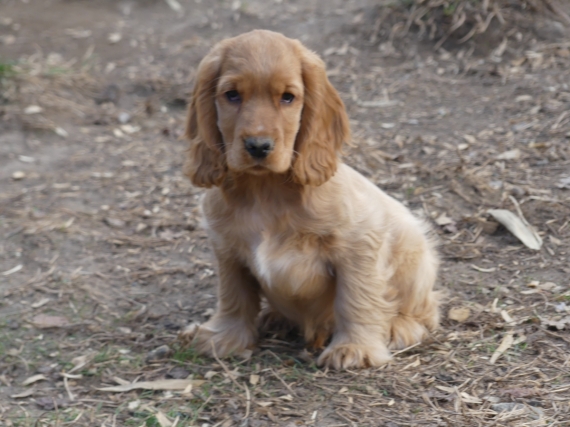 Petit mâle Cocker Anglais (Spaniel) né le 14/06/2025 est proposé – vendu 1110 €.