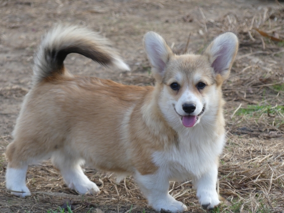 Petite femelle Welsh Corgi Pembroke née le 11/05/2025 est proposée – vendue 2260 €.