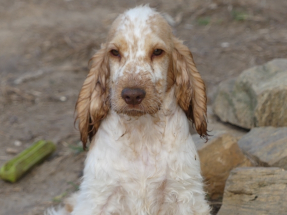 Petit mâle Cocker Anglais (Spaniel) né le 11/05/2025 est proposé – vendu 1260 €.