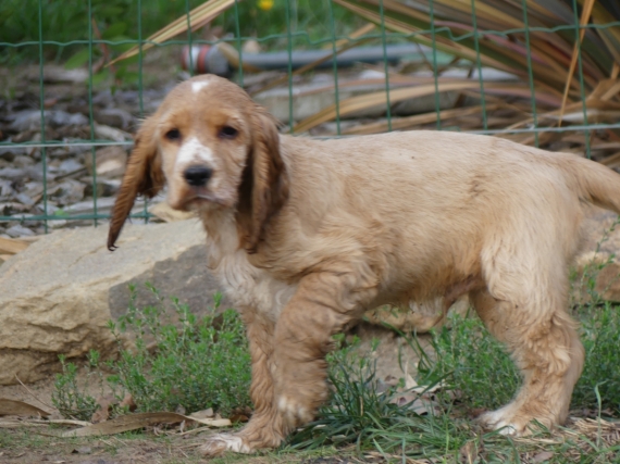 Petit mâle Cocker Anglais (Spaniel) né le 14/06/2025 est proposé – vendu 1110 €.