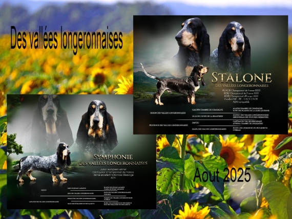 Petit mâle Basset Bleu de Gascogne né le 17/08/2025 est proposé – vendu 750 €.