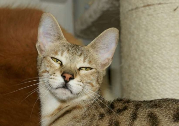 Petit mâle  né le 05/09/2025 est proposé – vendu 1850 €.