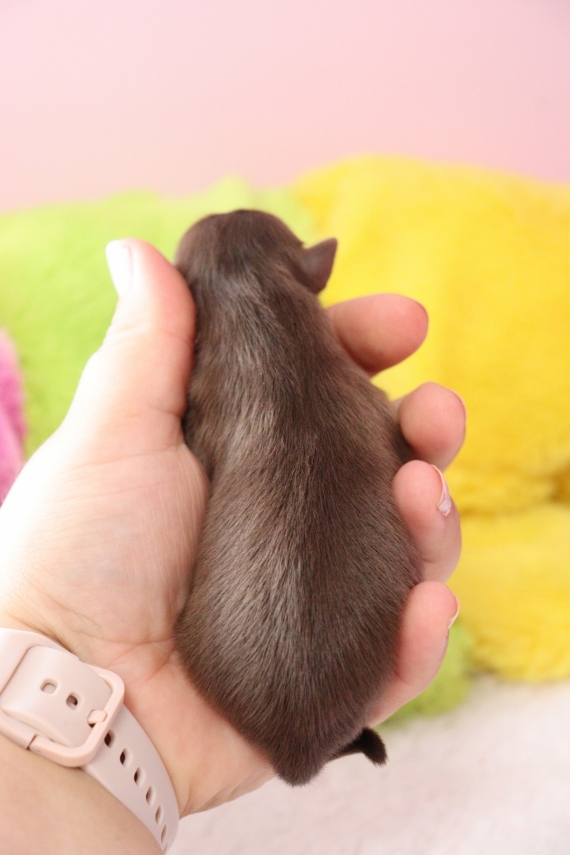 Petite femelle Chihuahua née le 19/09/2025 est proposée – vendue 1060 €.