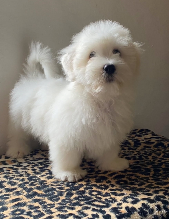 Petit mâle Coton de Tulear né le 03/06/2025 est proposé – vendu 1100 €.