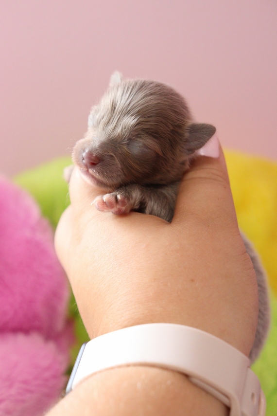 Petit mâle Chihuahua né le 14/09/2025 est proposé – vendu 1060 €.