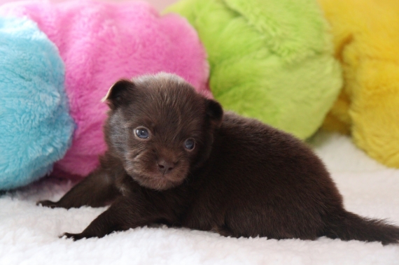 Petit mâle Chihuahua né le 29/08/2025 est proposé – vendu 960 €.