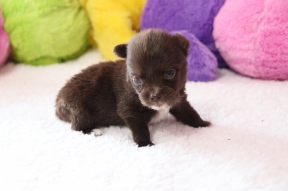 Petit mâle Chihuahua né le 29/08/2025 est proposé – vendu 960 €.