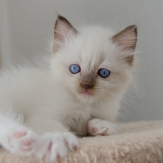 Acheter Chat Ragdoll bébé pour 1500 €