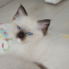 Chat Ragdoll chaton vendu 1500 €