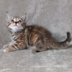 Chaton Chat Manx  vendre au prix de 800  vaccin et identifi.