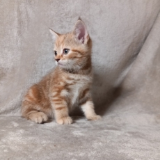 Chaton Chat Manx de race LOOF avec pedigree  adopter.