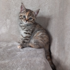 Chaton Chat Manx  vendre au prix de 800  vaccin et identifi.